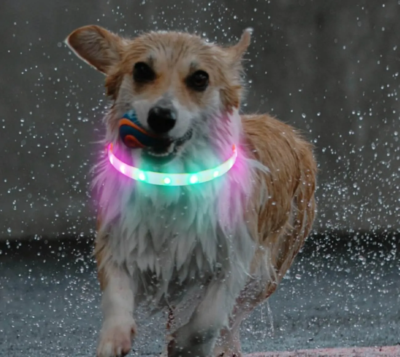 Aurora Led Light Pet Safety Dog Collar for Night Walking