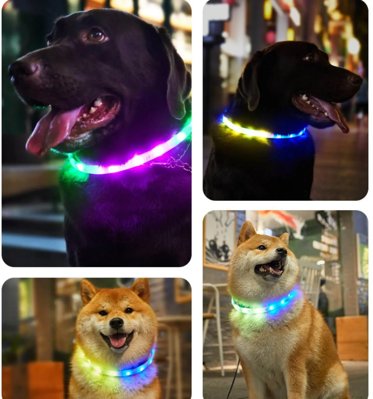 Aurora Led Light Pet Safety Dog Collar for Night Walking