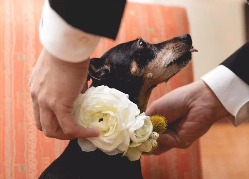 Flower Dog Collar | White Spring Garden