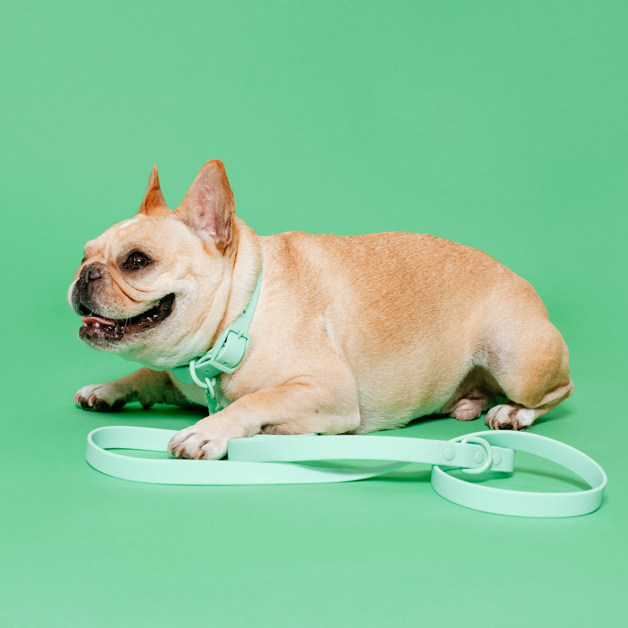 Frenchie Waterproof Collar - Mint Green